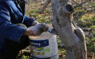 如何预防果树倒春寒,遮盖塑料薄膜可阻挡寒气入侵