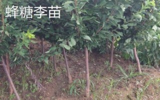 李子树苗批发价格,选择适合当地种植的品种