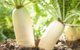 哪些蔬菜在8月份种植,包括黄瓜、西葫芦、芥菜等品种