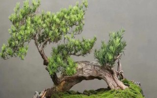 珍珠和米叶罗汉松的区别，叶片、花期和习性均不同