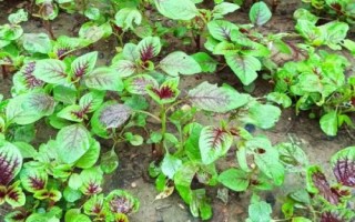 耐高温的蔬菜有哪些品种，空心菜、黄瓜、西葫芦等品种比较耐高温