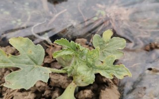 西瓜缓苗期死苗的原因，可能是低温高湿所致