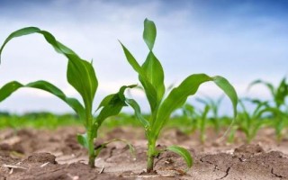 五谷416玉米品种简介，中抗丝黑穗病