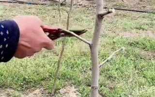 枣树冬季修剪方法,不同生长阶段的修剪方法不同