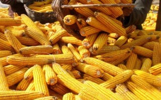 喜玉12玉米种子特征特性，夏播生育期96天