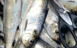 鲥鱼的价格，一斤需要50-200元左右