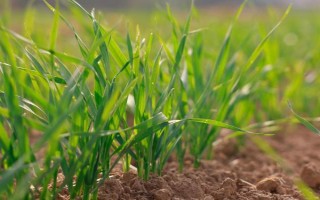 小麦种上后下雨板结能不能出来，出土能力强一般能出来