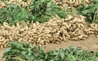 花生的生长过程，发芽出苗期大约为5-15天