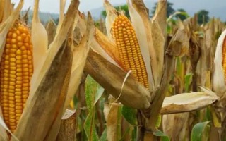 辽绿158玉米种子简介，放赤眼蜂防治玉米螟虫