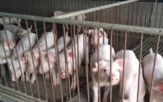 小猪的价格,平均价格在11.4元左右一斤