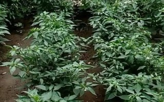 辣椒秧烂根的原因，通常是因为患有根腐病所导致