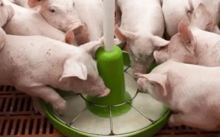 治疗猪拉肚子的土方法，可以用新鲜的鱼腥草加玉米芯的灰煮水