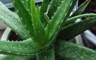 哪些植物晚上会释放氧气，包括虎皮兰、芦荟、长寿花等品种