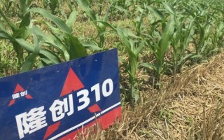 西南地区适合种植的玉米品种，常见的有鄂玉10号、强硕168等