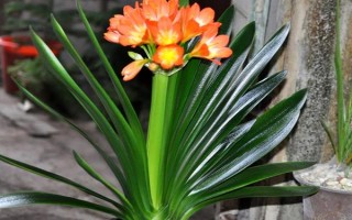 君子兰有几叶能开花，要长出二十片叶子之后才会开