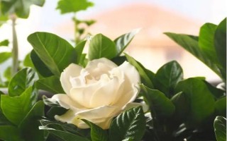 枙子花的开放时间，一般为3-7月份