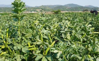 蚕豆什么时候掐顶，可以在五月份进行