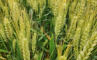 烟农836小麦品种的特性,10月上中旬播种