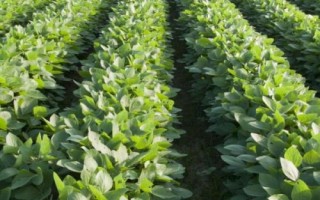 大豆种植技术，选择适合当地种植的品种