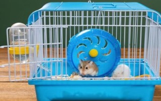 仓鼠的养殖环境，环境温度以20-30℃为宜