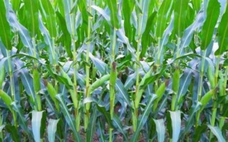 朝禾188玉米种子介绍，该品种高抗穗腐