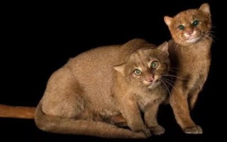 猫科动物有哪些种类,可分为猎豹亚科、豹亚科、猫亚科