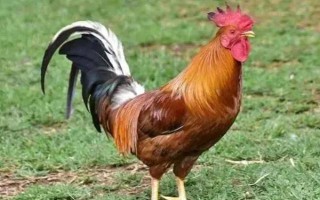 公鸡吃了安乃近是不是不会打鸣,改变雄性激素的水平后可以避免打鸣