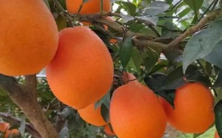 什么品种的橙树苗好，常见的有塔罗科血橙、纽荷尔脐橙等