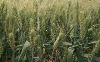 新春46号小麦品种的特性，生育期灌水5－6次