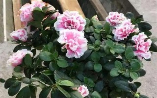 杜鹃花花朵掉了的原因，可能是自然凋谢或温度不适所致