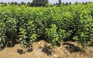 樱桃几月成熟，通常是在4-5月份成熟