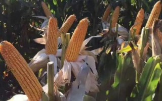 赣甜糯2号玉米品种的特性,播种量1.5-2.5公斤/亩
