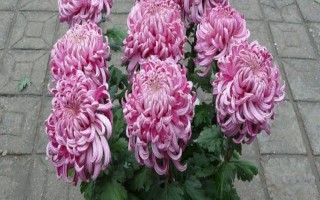 盆栽菊花能不能晒太阳，每天都要接受散射光