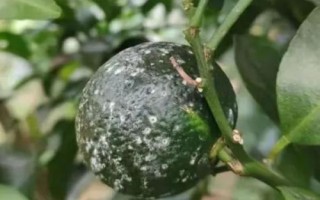 砂糖橘开裂的原因，久旱突降大雨会导致果实大量开裂