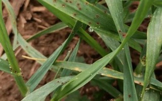 防治小麦红蜘蛛和蚜虫的用药，可选择高效氯氟氰菊酯、联苯菊酯等