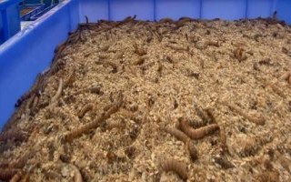 养殖蛋白虫能否赚钱,主要取决于养殖技术