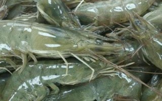 对虾的价格,一般在30-50元一斤