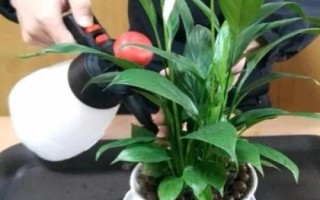 白掌烂根怎么办,根据烂根的程度来选择处理方式