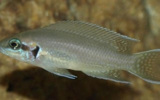 怎么养燕尾鱼，需要将水保持为弱酸性