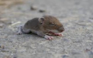 如何判断仓鼠是否怀孕，腹部会有明显的隆起