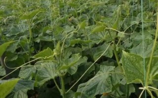 黄瓜烂尖如何处理，烂尖初期可喷洒调节剂