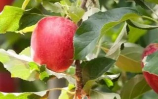 苹果树产生大小年的原因，营养竞争是产生的根本原因