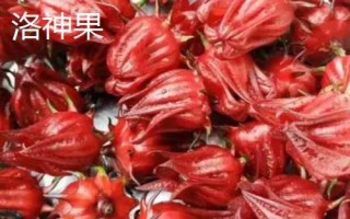 农村种什么可以赚钱，可考虑种植洛神果、苹婆、马蹄等水果