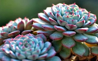 多肉夏天怎么养，要多晒太阳