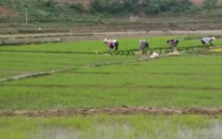田里的地老鼠怎么防治,可采用隔离法、灌水法、毒饵诱杀法等