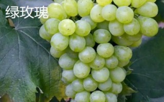 绿色葡萄品种,包括碧香无核、阳光玫瑰、绿玫瑰等类型
