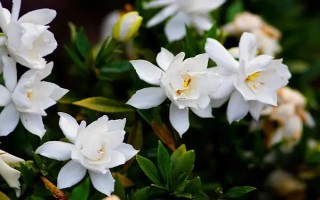 茉莉在什么季节开花,一般在春夏开花