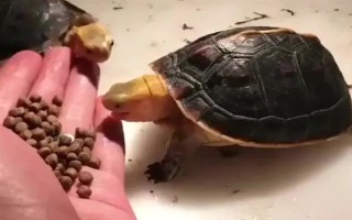 乌龟是不是每天都要喂食，幼龟每天都要喂一次