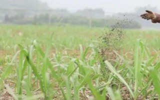 甘蔗如何种植,要做到适时施肥、适量施肥