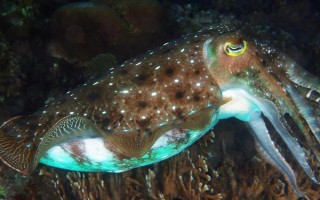 乌贼有没有壳，长有外壳和内壳